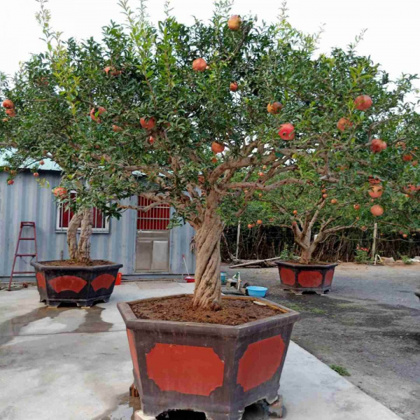 4種果樹,種在院子裡特旺宅,還有時令水果免費吃 4種果樹,種在院子裡特旺宅,還有時令水果免費吃