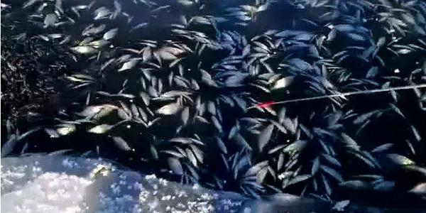 魚兒鬧窩很“糟心”,用上這些,小魚都離得遠遠的 魚兒鬧窩很“糟心”,用上這些,小魚都離得遠遠的