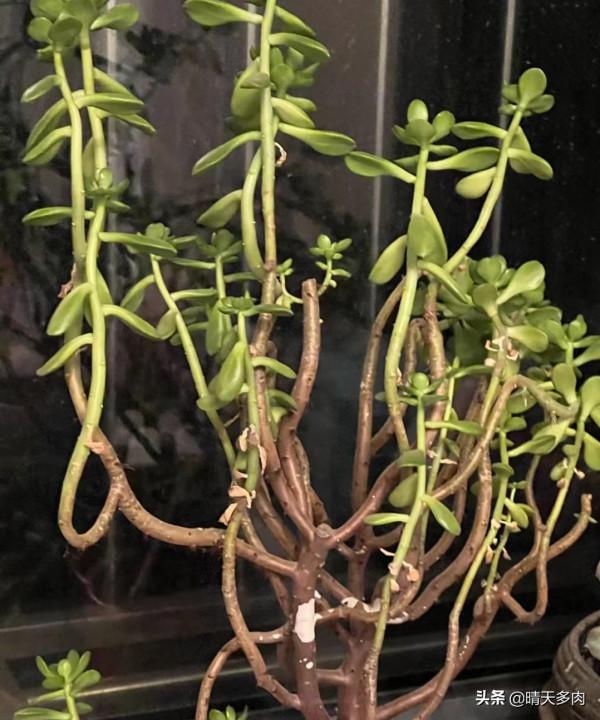 爸！別搞笑行嗎？看著你養的多肉，我覺得今年的聖誕樹有著落了