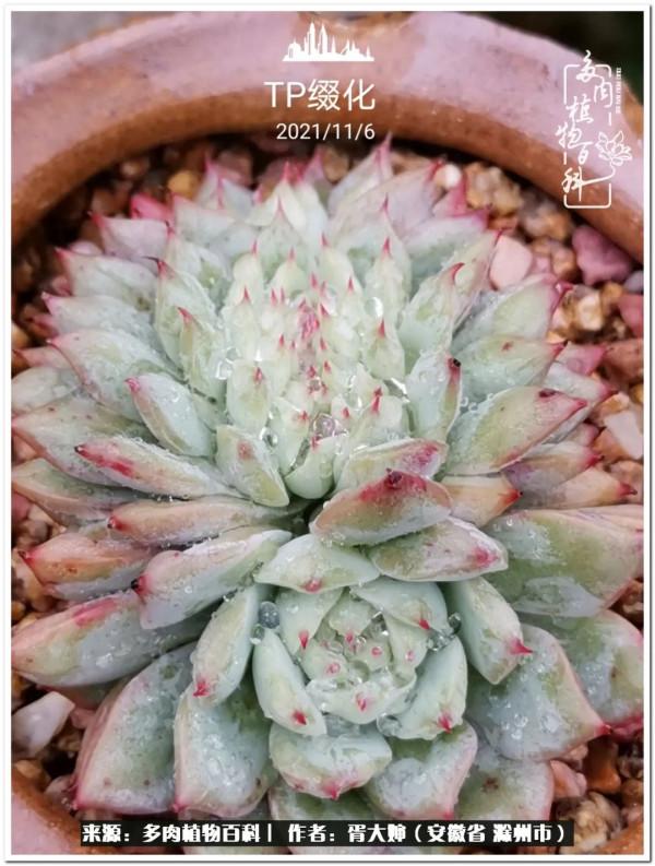 因多肉遇見滿滿的愛和美好，有多肉相伴，歲月生香