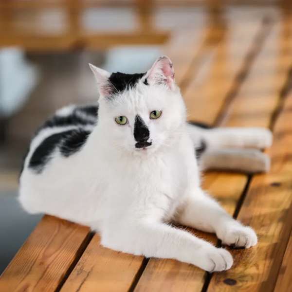 貓館長的人類行為模仿