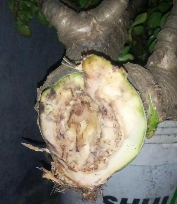 注意!花盆要是太深,養花要注意,很容易爛根 注意!花盆要是太深,養花要注意,很容易爛根