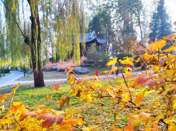 玉淵潭秋色秋韻,像莫奈筆下的畫 玉淵潭秋色秋韻,像莫奈筆下的畫