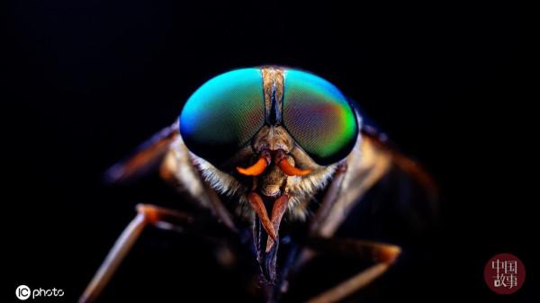 探訪重慶四面山自然保護區的奇異精靈