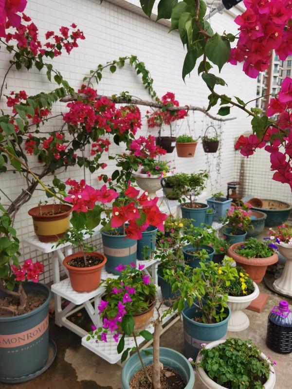 打造這樣的花園需要多少錢？