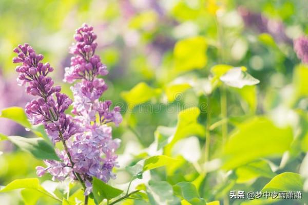 暗香浮動，天秤座