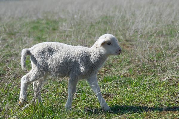 世界上最貴的動物。你知道如何計算動物的價值嗎？