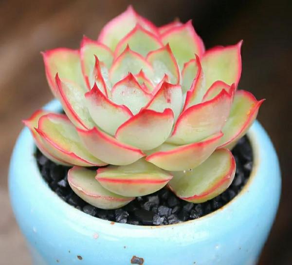 別再自稱養花高手了，這兩款多肉就能讓你分不清，葉片肥美又鮮豔