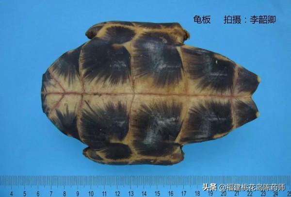 分享李紹卿老師拍攝的三十四種動物藥