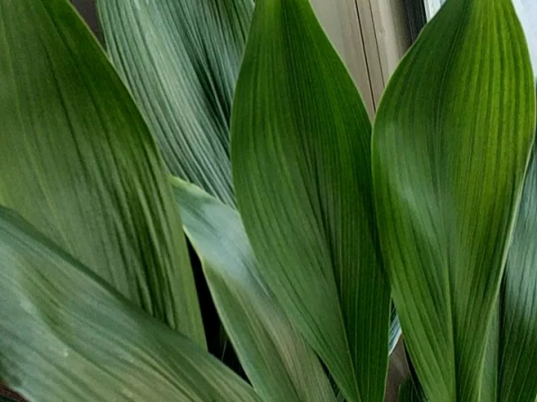 好養活的10種耐陰花卉