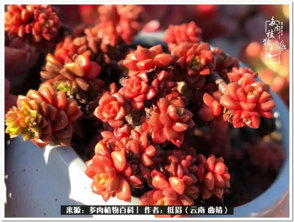 溫暖的多肉微語，陪你度過寒冷的聖誕平安夜！（2021）