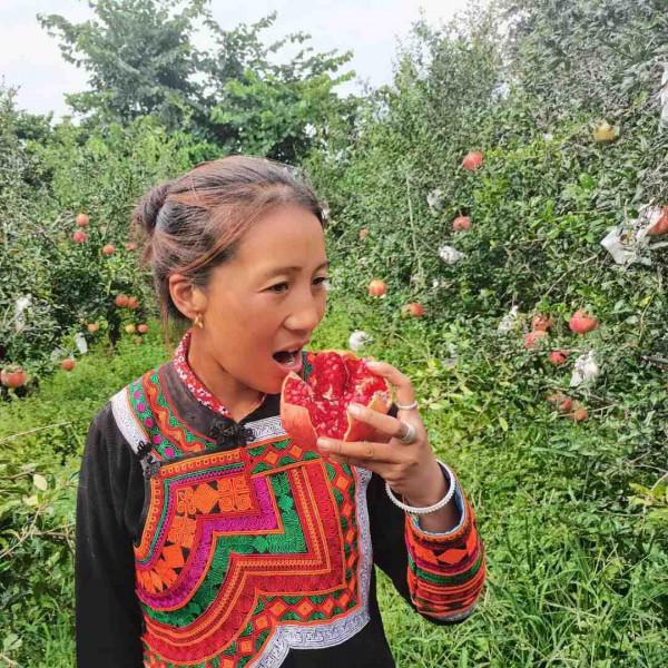 邊幹農活邊直播，大涼山彝族夫婦帶貨超百萬元