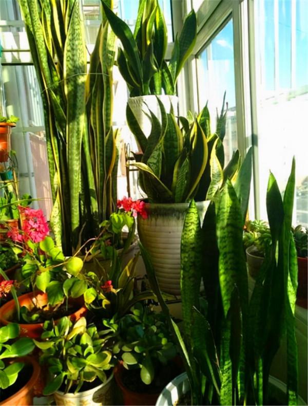 &OpenCurlyDoubleQuote;懶人&rdquo;就養這10種花，一個月不澆水也死不了，多曬少管更健壯