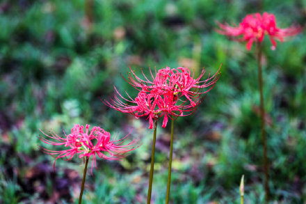 彼岸花開!千年古鎮的夏末一壟香 彼岸花開!千年古鎮的夏末一壟香