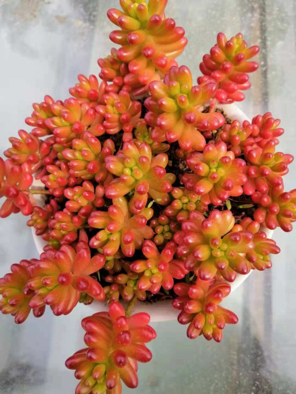 養多肉不上色?問了老花農才知道,記住4個要點很重要 養多肉不上色?問了老花農才知道,記住4個要點很重要