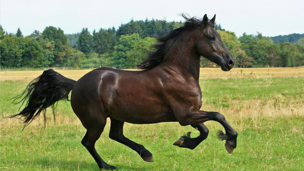 全球最貴的九種馬，價值四億的馬你見過嗎？汗血寶馬無緣榜首