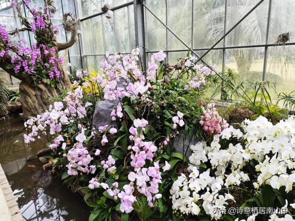 寒冬花展一一植物園百花爭迎春