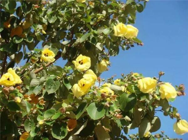 實用分享丨30款大型開花樹種介紹,白似雪、黃似陽、紅似霞,美翻 實用分享丨30款大型開花樹種介紹,白似雪、黃似陽、紅似霞,美翻