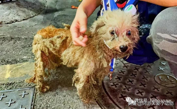 永樂 :它被開水燙、驅趕、毆打時,主人就在身邊 永樂 :它被開水燙、驅趕、毆打時,主人就在身邊