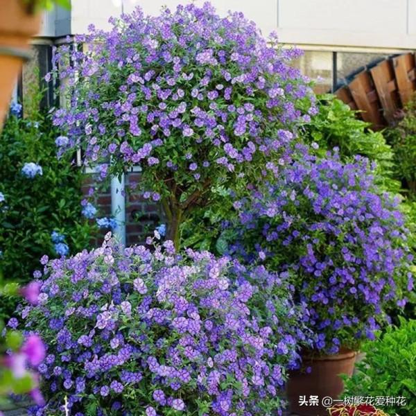 一年四季種啥花，推薦這56種花，詳細特點，讓你買到更適合自己的