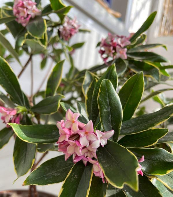 有3種花,花開滿室很好打理,名字很吉祥喜慶能淨化空氣 有3種花,花開滿室很好打理,名字很吉祥喜慶能淨化空氣