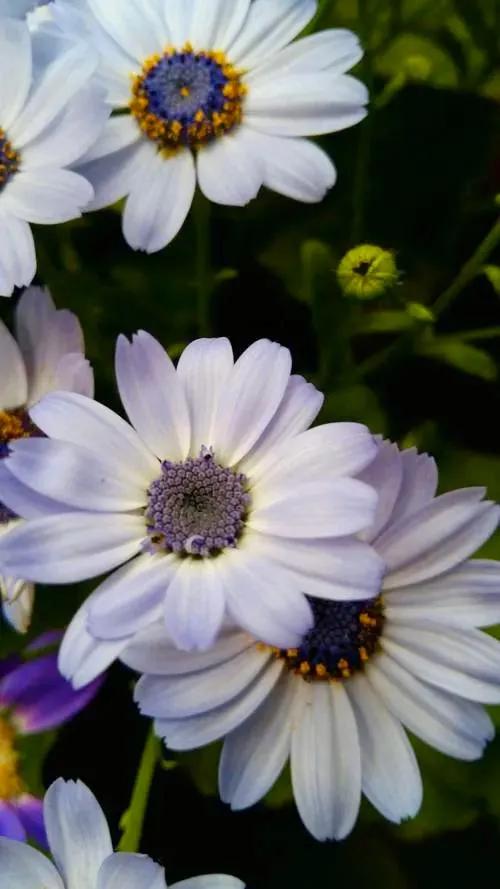 多姿多彩瓜葉菊