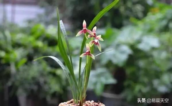 蘭花如何澆水?一年四季澆水要點分享 蘭花如何澆水?一年四季澆水要點分享