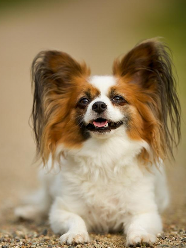 5種最好養的“漂亮狗”,給點吃的就能活,你都養過嗎? 5種最好養的“漂亮狗”,給點吃的就能活,你都養過嗎?