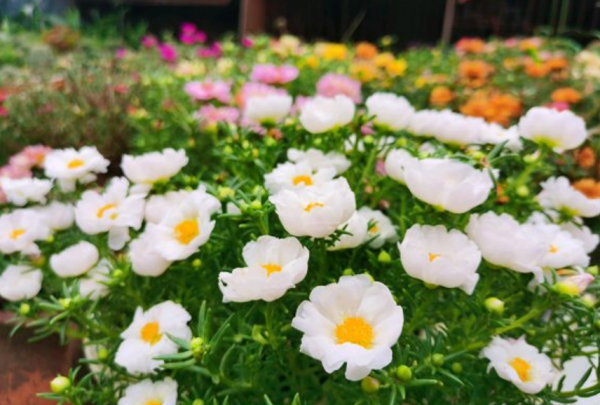 8種常見花，天生喜&OpenCurlyDoubleQuote;醋水&rdquo;，一月一杯醋，營養旺，開花棒