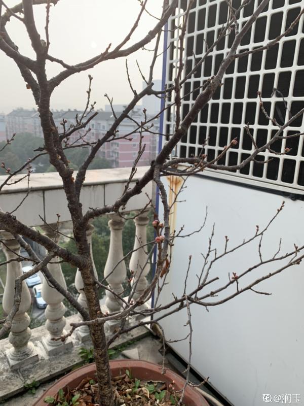 桃樹扦插總不活,掌握3個要點,扦插比嫁接生長更迅速 桃樹扦插總不活,掌握3個要點,扦插比嫁接生長更迅速