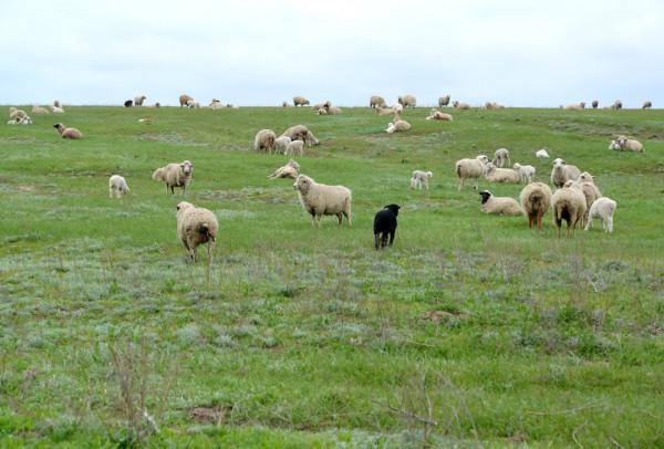 走進俄羅斯的佛教共和國，我看到了什麼？