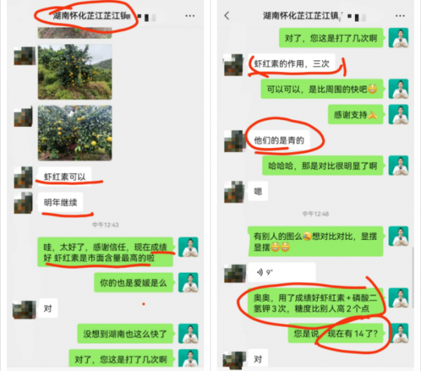 8元/斤!愛媛/紅美人著色很好,收購商天天來我果園參觀詢價 8元/斤!愛媛/紅美人著色很好,收購商天天來我果園參觀詢價
