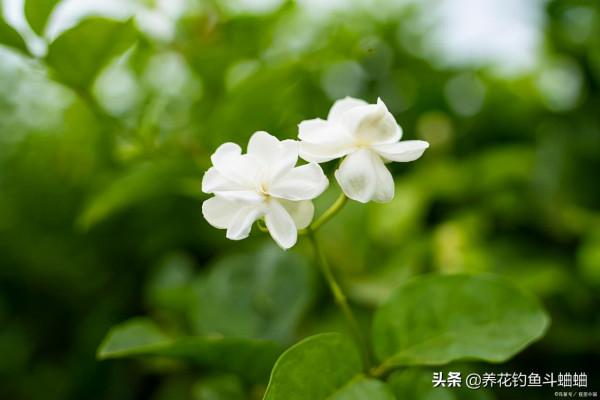 適合新手的茉莉花,滿足三個習性,蹭蹭冒芽,一整年都能開花 適合新手的茉莉花,滿足三個習性,蹭蹭冒芽,一整年都能開花