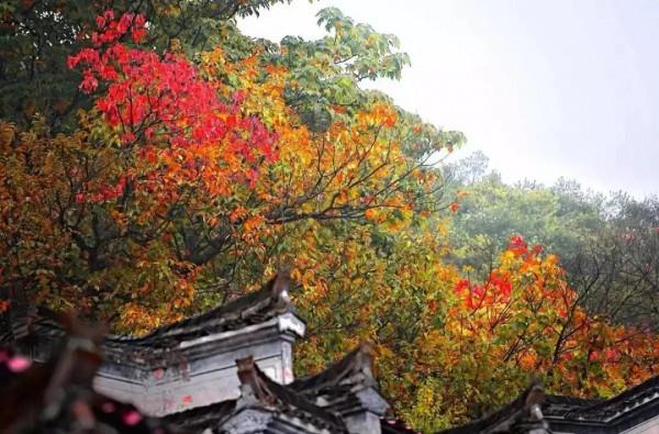 最美的五彩楓葉 最美的五彩楓葉