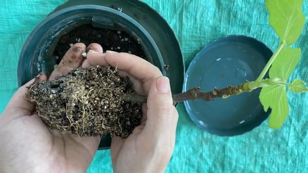 扦插的無花果生根了，這樣移栽，成活率高，長勢快，來年就結果