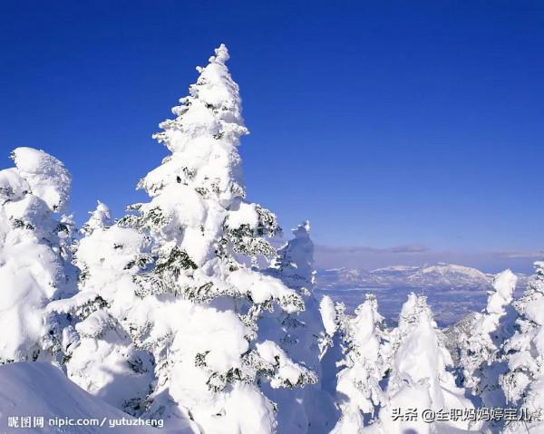分享——雪松美景