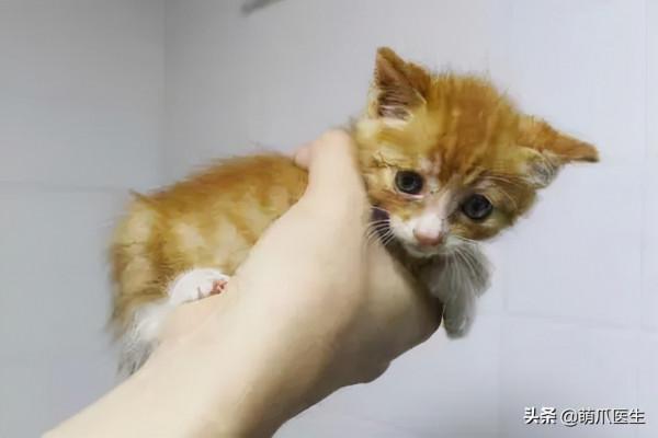 貓把自己舔禿了！是不是嘲笑我禿頂啊？