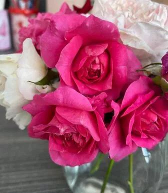 今天給花友們介紹又一款新國月——茜桃凝粉