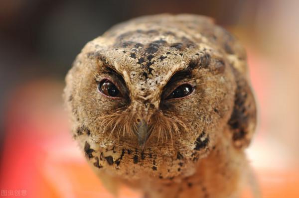 憨叔聊齋，貓頭鷹和剃頭鼠兄妹的逆戀之謎