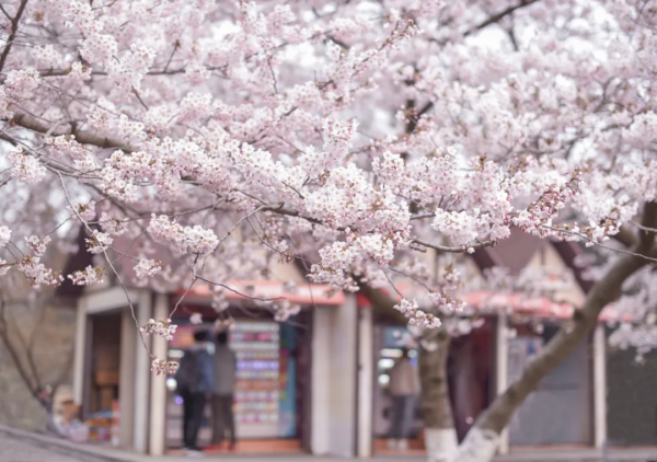洋洋灑灑5000字，青島旅行最全攻略