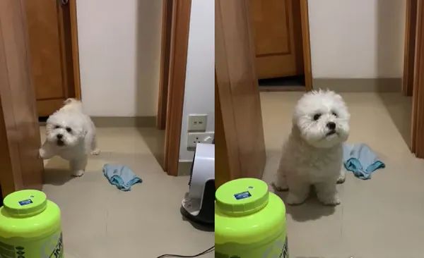 小狗狗有多懂禮貌？這貨進門前居然知道要先敲門！​