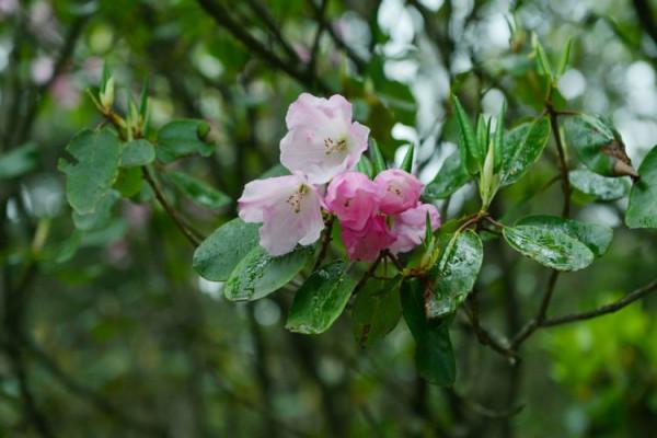 杜鵑花綻放，等你邀約
