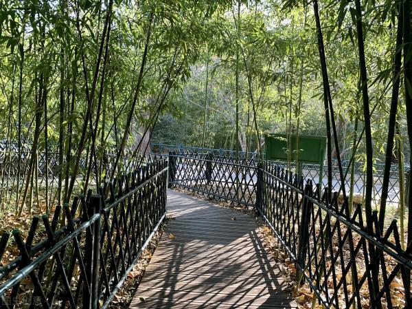 這樣的竹景觀,你能不愛嗎? 這樣的竹景觀,你能不愛嗎?