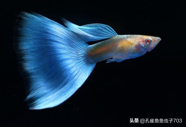 別人養的孔雀魚4個月都能繁殖了，而我養的6個月了，還這麼小啊？