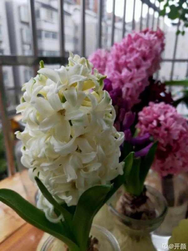 買花也要注意辨別“坑”,才能挑到好花,花開爆盆 買花也要注意辨別“坑”,才能挑到好花,花開爆盆