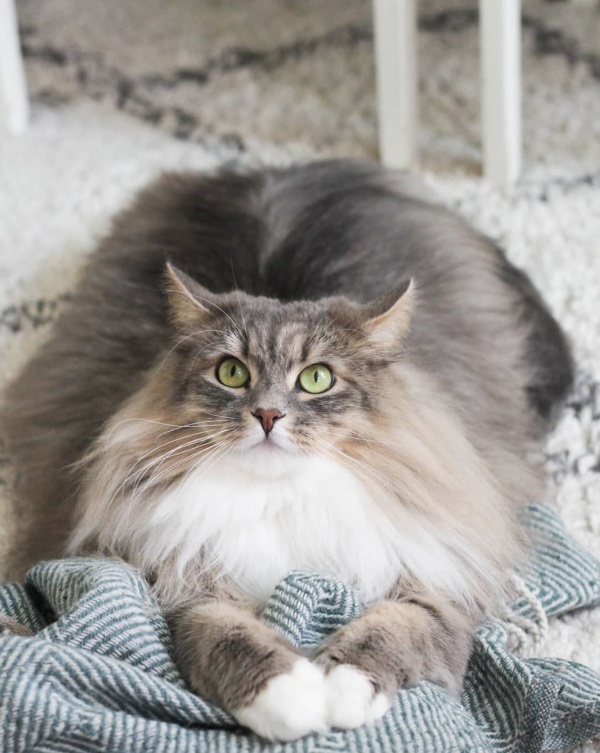 給大家看一下戰鬥民族是怎樣吸貓的？彪悍的貓咪能拉雪橇敢揍熊