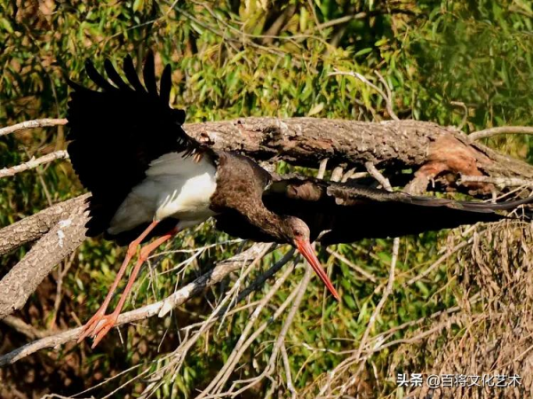 「百將文化」徐永新攝影 | 國家一級保護動物 「百將文化」徐永新攝影 | 國家一級保護動物