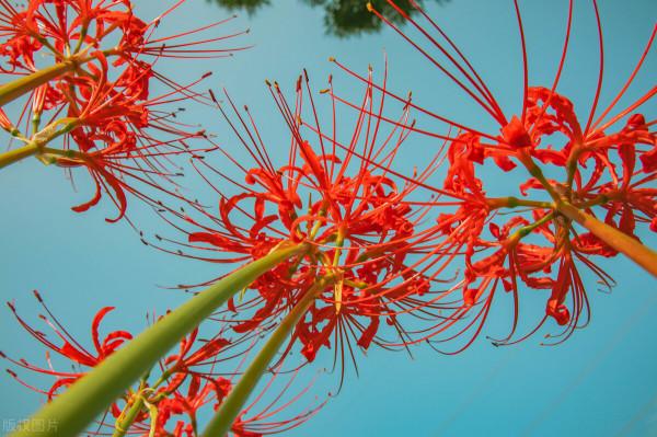 5種“漂亮花”，個個“不吉利”，你家養過沒有？