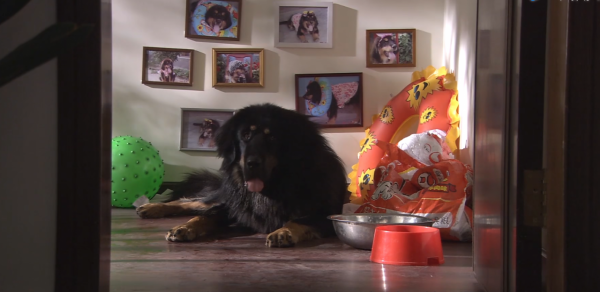 夫妻搬進新小區，被告知不讓養大型犬，藏獒竟咬舌自盡！國產片