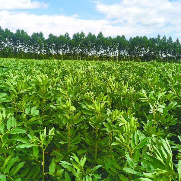 青海蠶豆 結構調整的“張力”